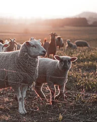 Zelfklevend Fotobehang Vertical shot of sheep on a gloomy day outdoors © Lars Dahlenburg/Wirestock
