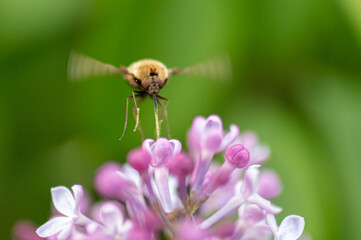 Fly in flight on lilac flowers.