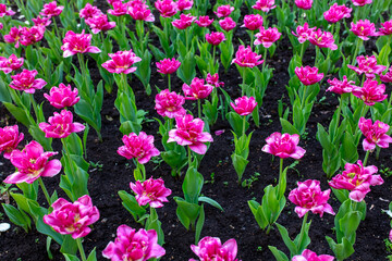 Tulip flowers in the park in nature.