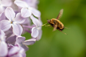 Fly in flight on lilac flowers.
