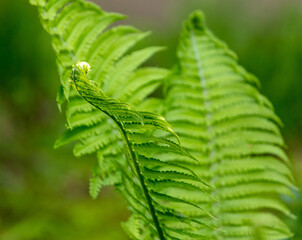 Green fern leaves in the park