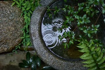 水鉢にふる雨