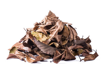 pile of dried tree leaves, dead, collected fallen and discolored leaves isolated on white background - Powered by Adobe