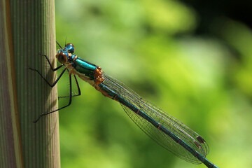 A blue-green dragonfly sits on a branch against a blurred background.