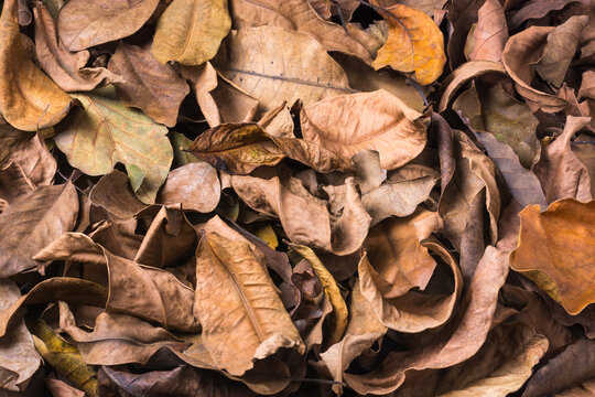 dried tree leaves, dead, fallen and discolored leaves surface, natural background texture or wallpaper abstract, closeup side view