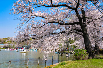 東京都台東区 春の上野公園 不忍池と桜