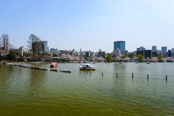 Obraz premium 東京都台東区 春の上野公園 不忍池