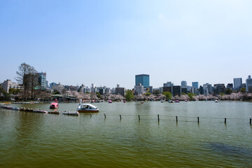 Naklejka premium 東京都台東区 春の上野公園 不忍池