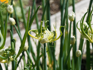 Oignon d'Egypte ou Oignon grelot (Allium cepa proliferum)