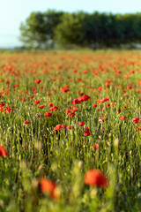 Fototapeta premium Campo di Papaveri