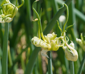 (Allium cepa proliferum) Bulbilles aériennes vertes et cuivrées au sommet de tiges à feuilles...