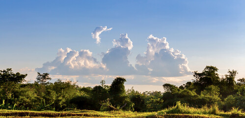sunset in the forest