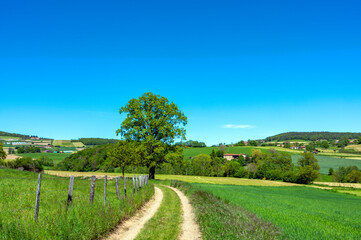 Fototapeta na wymiar Paysage des Monts du Lyonnais au printemps traversé d'un chemin agricole dans le département du Rhône près d'Izeron