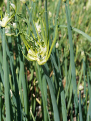 (Allium cepa proliferum) Oignon rocambole aux grappes de bulbilles et inflorescences en ombelle de...