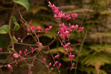 pink flowers in the forest