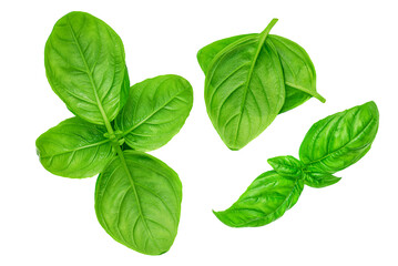 Fototapeta na wymiar Fresh basil leaf isolated on white background, close up. Basil herb top view set. Flat lay.