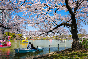 Fototapeta premium 東京都台東区 春の上野公園 不忍池