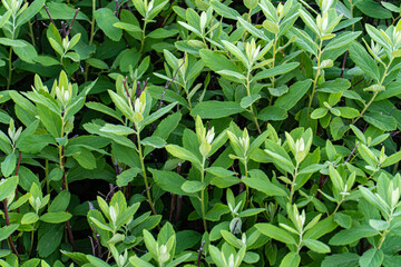 Obraz premium Green vegetation of trees, bushes, bushes, macro background from leaves with flowers and berries, maple leaves