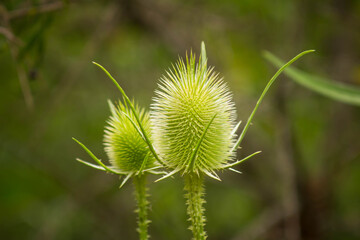 Wild flowers in the field. Selective focus.
