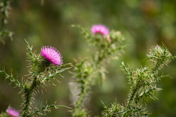 Wild flowers in the field. Selective focus.