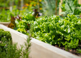 Mature lettuce plants in raised garden bed, ready to harvest. A variety of beautiful organic large...