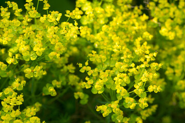 Euphorbia cyparissias, cypress spurge flower closeup selective focus