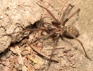 first spring brown giant house spider