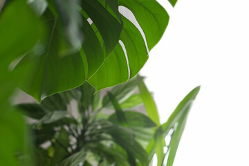 Green plant monstera on white background.