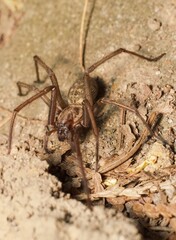 first spring brown giant house spider