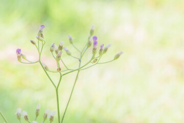 Obraz na płótnie Canvas Soft purple blur grass with yellow green blur background.