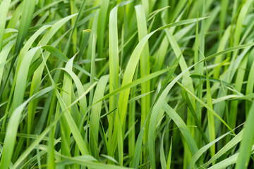 Macro shot of green fresh grass, lawn surface, nature texture, clover shamrock