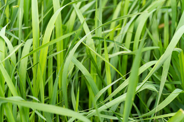 Macro shot of green fresh grass, lawn surface, nature texture, clover shamrock