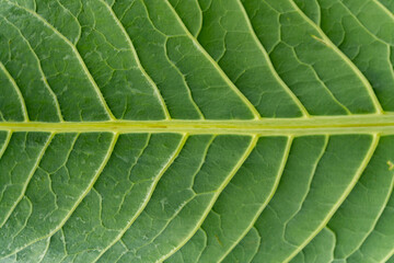 Obraz premium Macro shot of green fresh leaf, veins, nature texture, eaten leaf