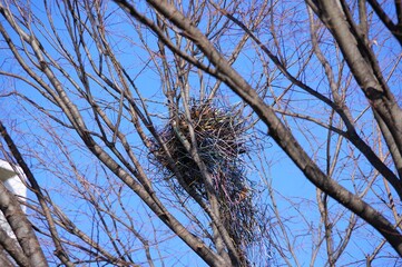 カラスの巣