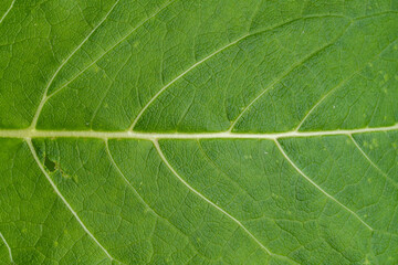 Macro shot of green fresh leaf, veins, nature texture, eaten leaf
