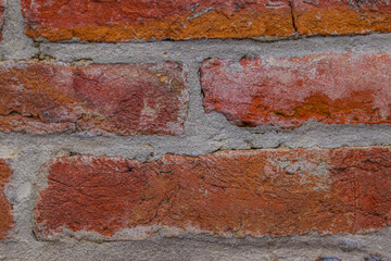 The background is an old brick wall. The wall is made of red ceramic bricks.