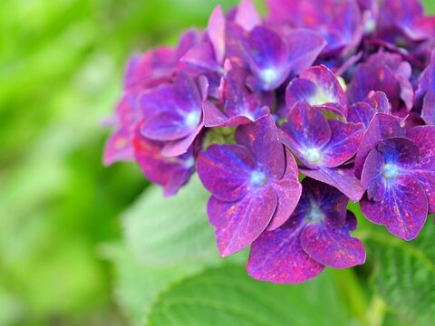 4 695 Best 赤紫 Images Stock Photos Vectors Adobe Stock