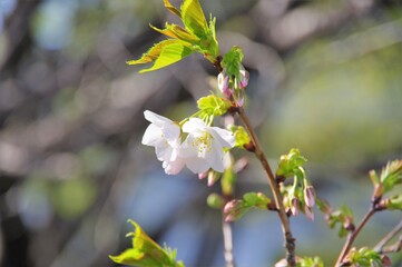 桜の花