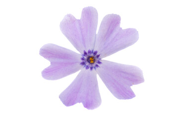 phlox flower isolated