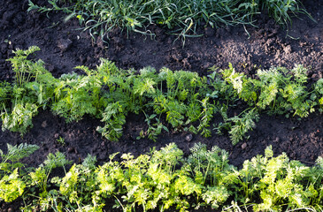 carrot growing in the garden