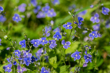 Veronica chamaedrys germander speedwell flowering plant, small flowers with deep blue petals in bloom