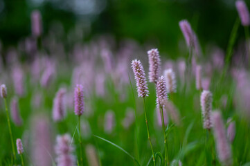 Bistorta officinalis meadow european bistort in bloom, pink meadow flowering snakeroot snakeweed plants in green grass