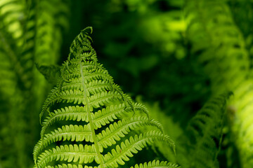 Beautyful ferns leaves green foliage natural floral fern background