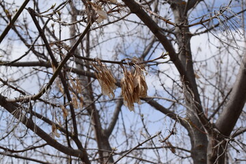 Fototapeta premium Trees. Spring