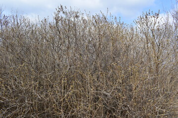 Trees. Spring