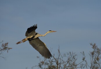 Obraz premium Gray heron, Ardea cinerea Linnaeus, Héron cendré