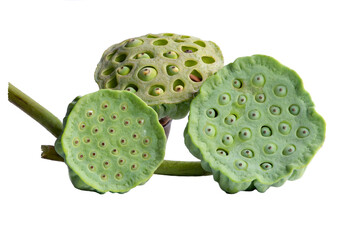 Several lotus seeds are in three sizes of pods of green lotus flowers.