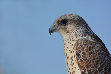 Falco