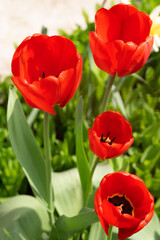 Naklejka premium red tulips. flowers in the garden.
