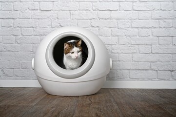 Cute tabby cat sitting in a automatic cat litter box and looking funny sideways.